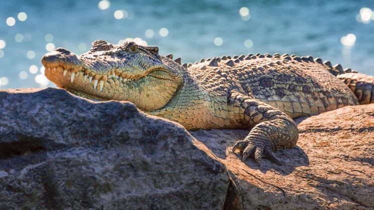 Crocodile suns itself atop a tan rock with sparkling blue water behind, seen on National Geographic Kimberley expeditions.