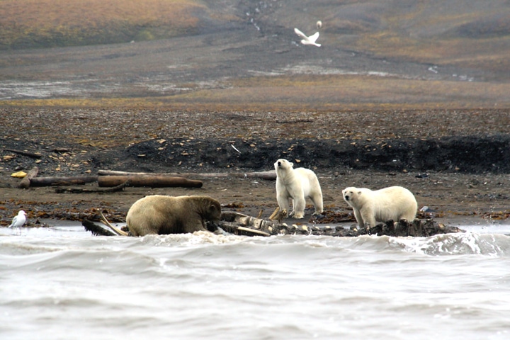 On a Spitsbergen cruise, three white polar bears eat a whale carcass that washed ashore on an overcast day in Svalbard Norway.