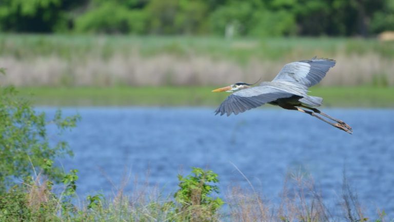 Great blue heron flies over water with wings fully extended & head & beak visible during Chesapeake Bay overnight cruises.