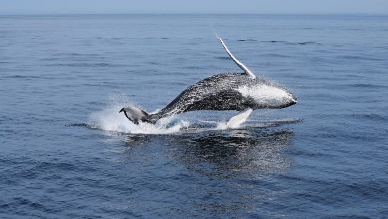 Humpback whale calf breaching out of calm water in Cape Cod, Massachusetts, seen on a cruise from New York to Boston.