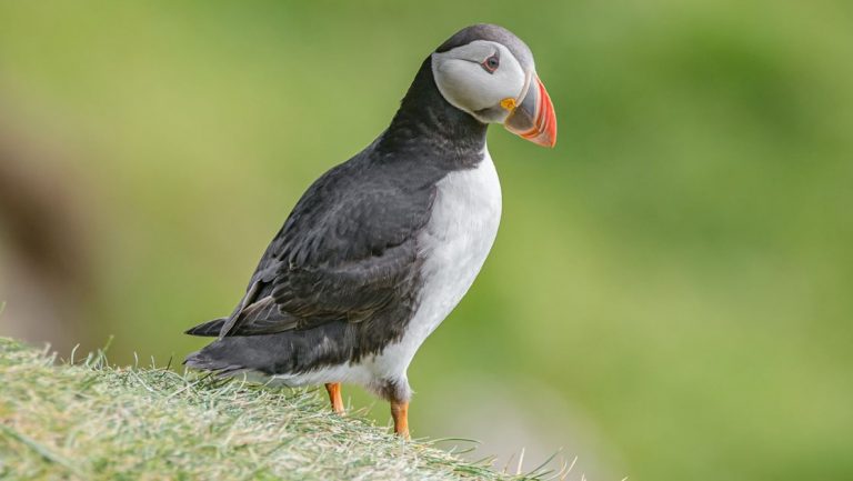 Atlantic puffin bird with orange beak & black & white feathers stands in the grass, seen on cruises from Portland, Maine.