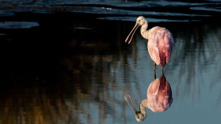 Pink roseate spoonbill bird with long beak & legs stands in glassy marsh seen on cruises out of Charleston South Carolina.