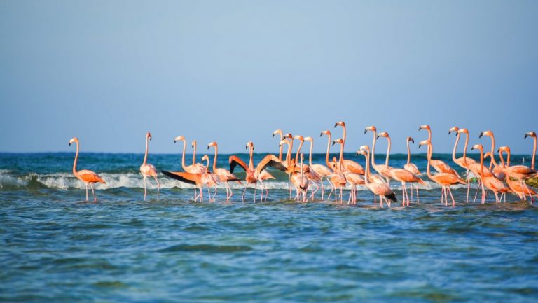 Wild flamingos about to take off from a Caribbean Sea sand bar, seen while exploring the Bahamas' Out Islands on an expedition.