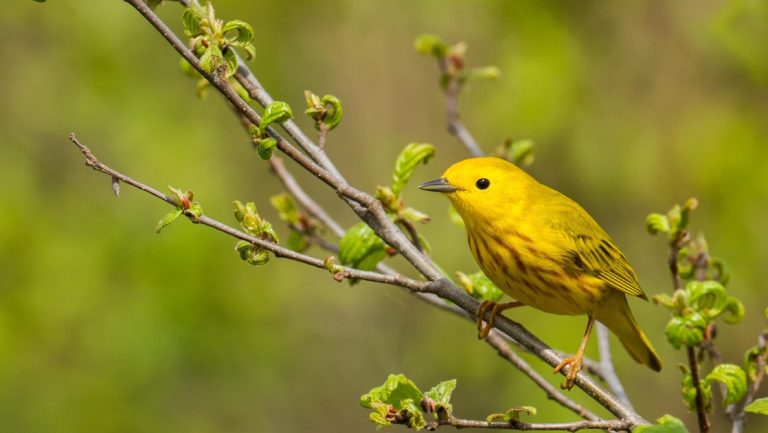 American yellow warbler perched on a branch, seen on Long Island Sound cruises that touch Connecticut in spring.