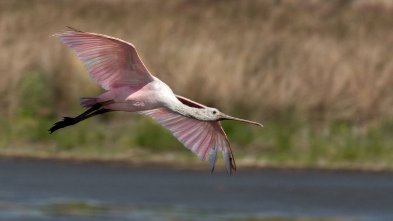 Roseate Spoonbill bird with white body, long dark legs, long pink beak & feathers of various pink & blue hues flies over marshland.