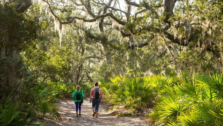 Two women hikers walk througha Live Oak & Spanish moss forest on Cumberland Island, Georgia, with Palmettos in foreground.