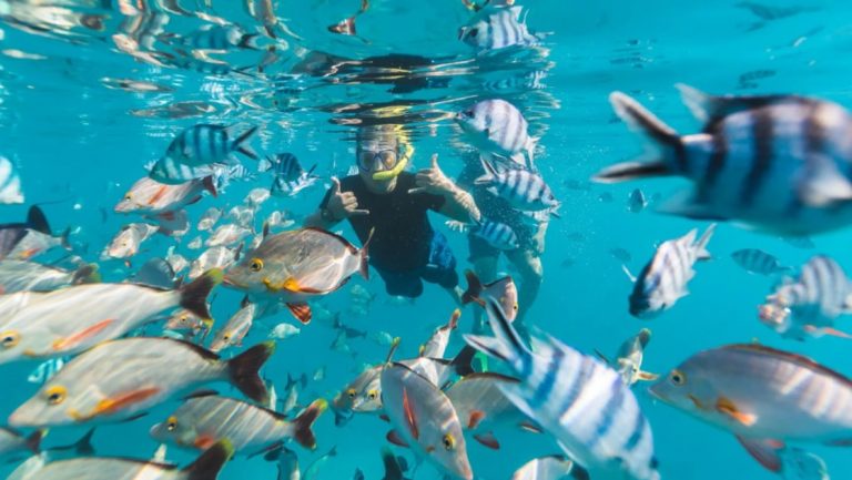 Snorkeler swims among silver & striped fish in turquoise tropical water on the Rites & Relics Solomon Islands to Fiji cruise.
