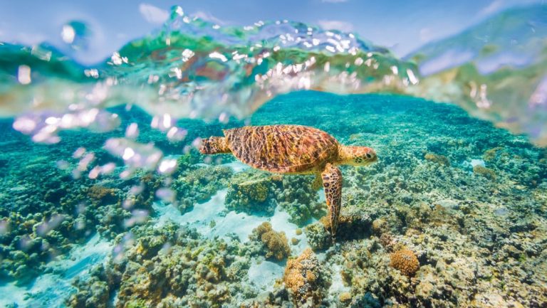Tan sea turtle swims over turquoise reef in very clear water, seen on western australia cruises.
