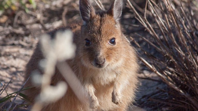 Rufous hare wallaby with rabbit-like ears & tan fur looks up from beside sandy scrub brush on a western Australia cruise.