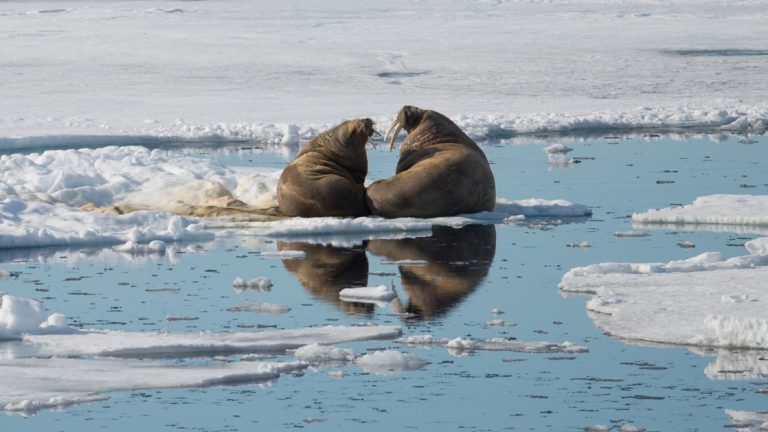 2 big walrus with dark skin embrace halfway out of the icy water on a sunny day, seen during a luxury ponant Spitsbergen cruise.
