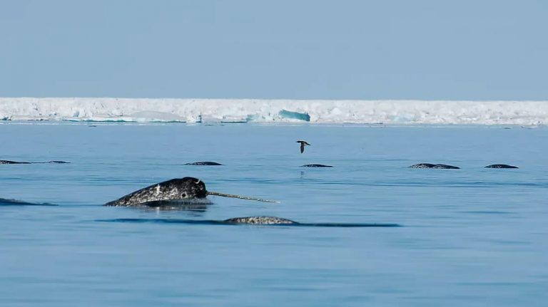 A pod of narwhals, small whales with long tusks growing from their heads. swim in front of an ice field in the Northwest passage.